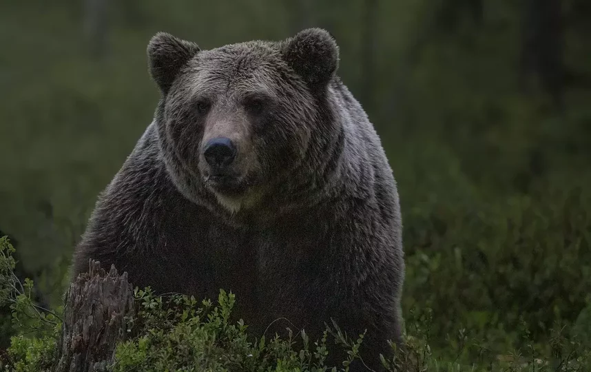 Один из туристов не успел спастись от медведя. Фото pixabay