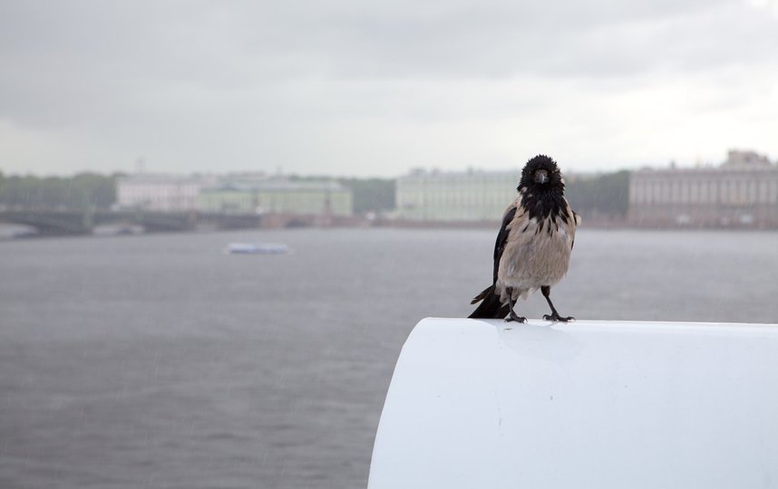 В Петербурге ожидается 80% от месячной нормы осадков. Фото Pixabay