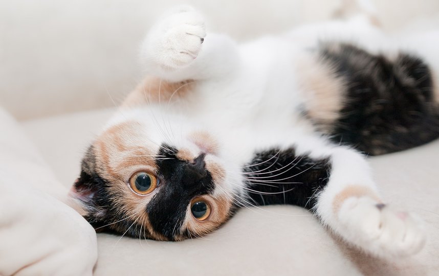 По мнению эксперта, кошки часто недооцениваются учеными. Фото pixabay