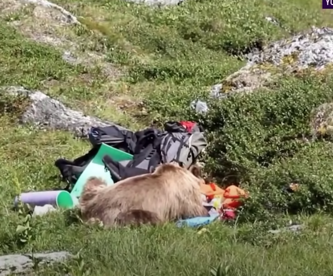 Медведь потрошит палатку, брошенную туристами из Москвы. Где-то рядом лежит погибший от ран турист. Фото Скриншот YouTube: PRIMA_TV