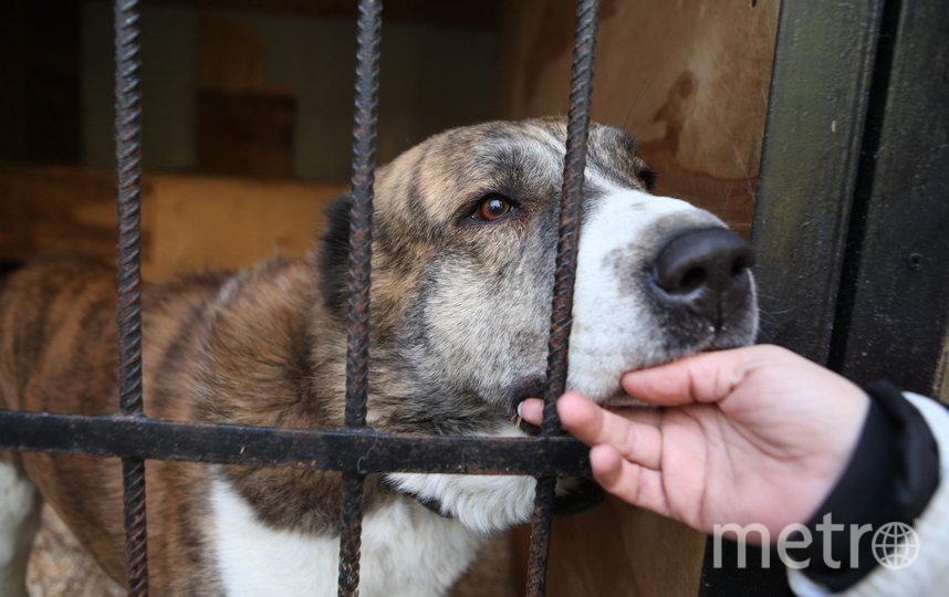 Законопроект за выброс животных подразумевает штрафы до 30 тысяч рублей. Фото Святослав Акимов, "Metro"