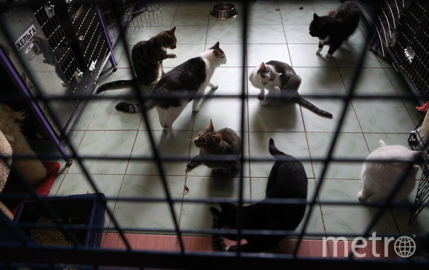 Штрафы, чипирование и регистрация животных помогут решить проблему с безнадзорными собаками и кошками. Фото Святослав Акимов, "Metro"