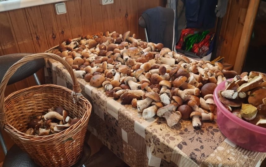 Петербуржцы нашли сотни грибов. Фото vk.com/grib_spb.