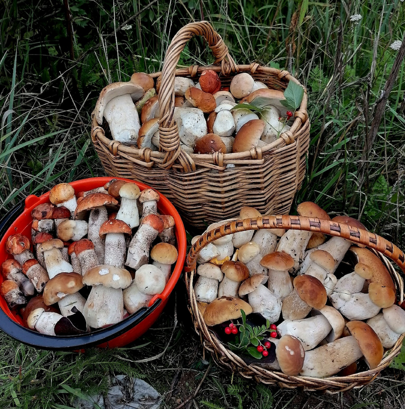 Основной «грибной» сезон начнется в Ленобласти после 20 августа. Фото vk.com/grib_spb.