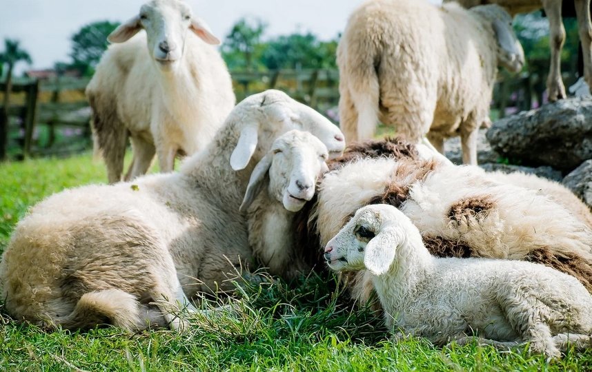 Ущерб от гибели овец составил более 4,4 млн рублей. Фото pixabay.