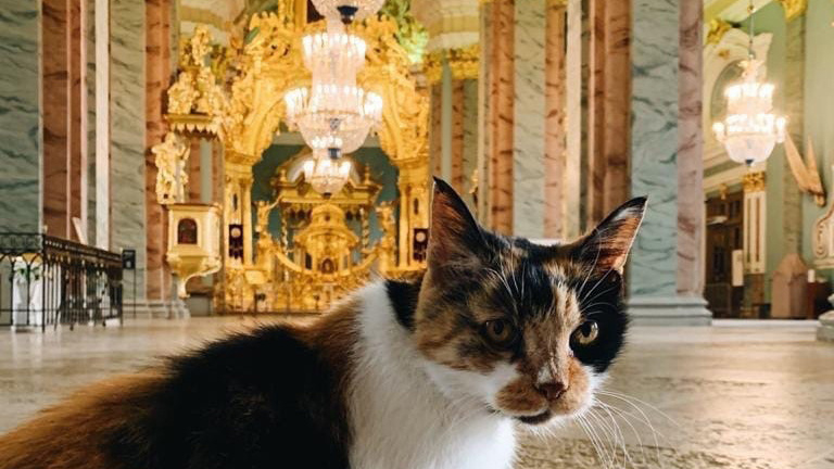 Кошка Капитолина несла свою службу на протяжении более 20 лет. Фото vk.com/spb_museum.
