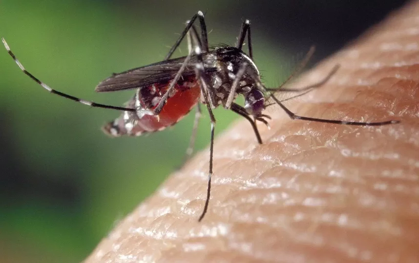 Комары могут переносить лихорадку Западного Нила. Фото pixabay