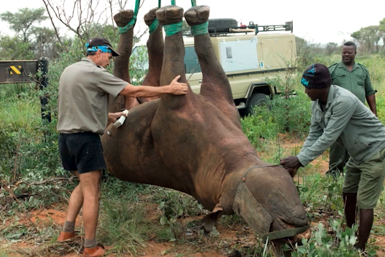 В Африке стремительно сокращается популяция чёрных носорогов. Фото Improbable Research