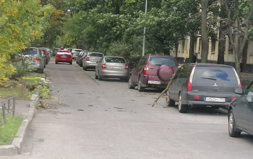 Дерево упало на Кубинской улице. Фото https://vk.com/spb_today