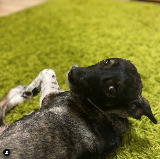 Собака Ева. Фото Instagram: @iamkate_thegreat