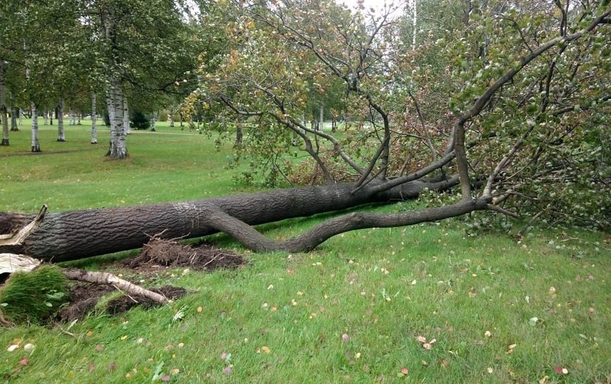 Ранее сообщалось о 30 упавших деревьях. Фото gov.spb.ru.