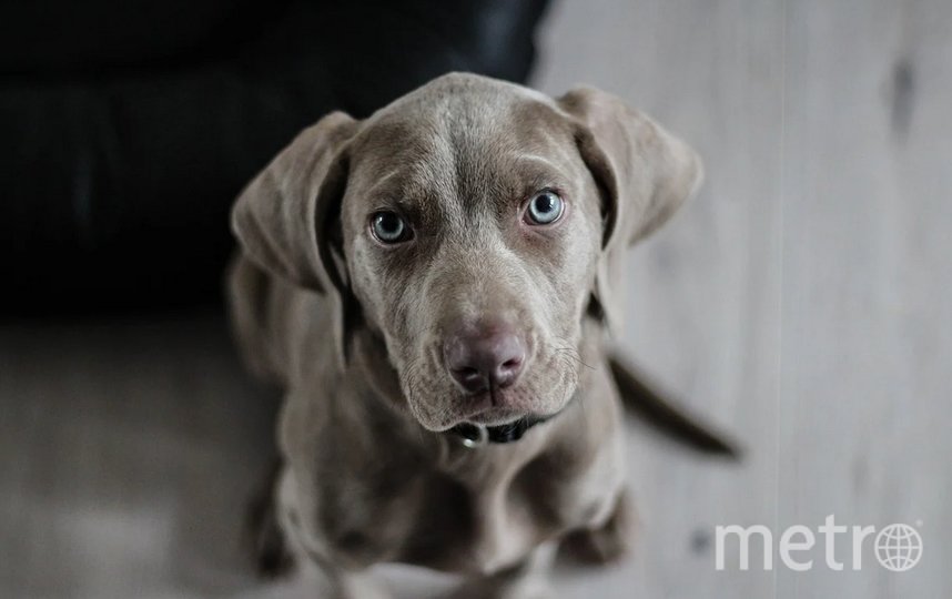 В Бразилии суд признал право собак на возмещение морального вреда 