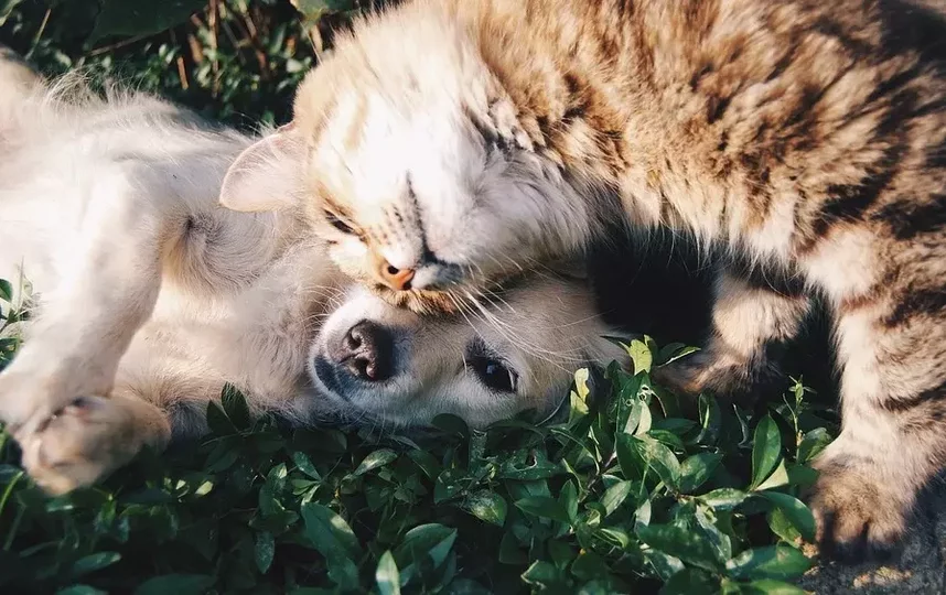 Нейросеть может распознавать кошек и собак. Фото Pixabay