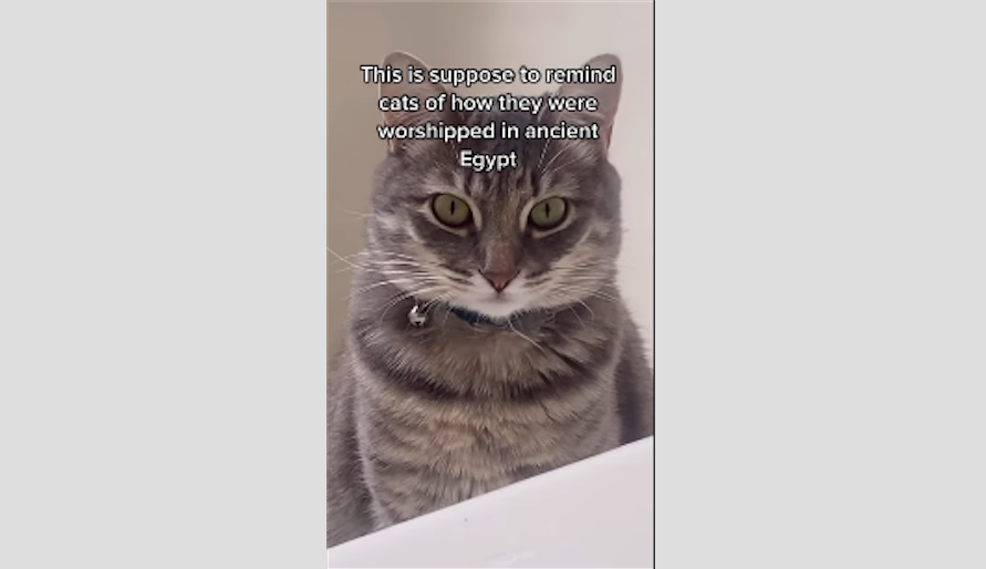 Сакральные коты. Фото Скриншот YouTube-канала Даши Гамазковой