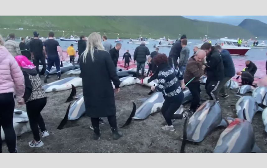 Убийство дельфинов на Фарерских островах. Фото Скриншот YouTube-канала Sea Shepherd