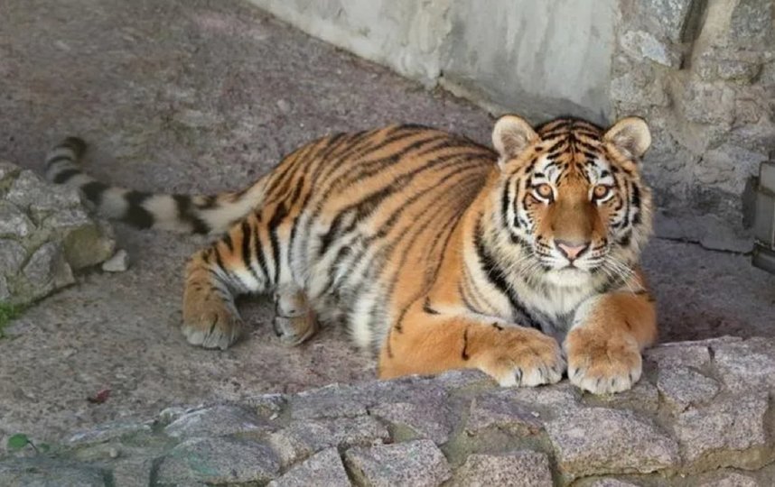 По словам сотрудников зоопарка, тигрица — любопытная, здоровая и активная. Фото пресс-служба Ленинградского зоопарка.