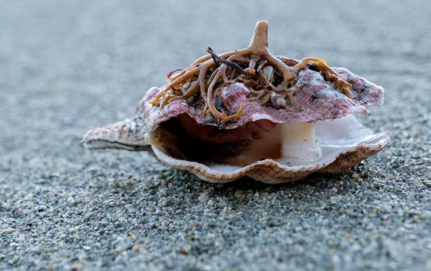 Гребешки и другие моллюски. Фото Алена Бобрович, "Metro"