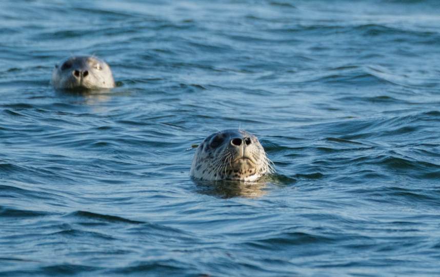 Тюлень релаксирует на озере Буссе. Фото Алена Бобрович, "Metro"