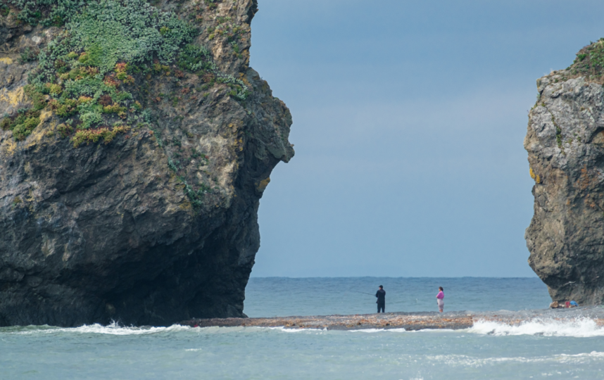 Сахалинские тюлени охотятся за рыбой вместе с жителями. Фото Алена Бобрович,