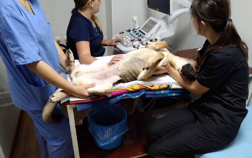 Собаке предстоит длительный курс лечения. Фото Предоставлено волонтерами.