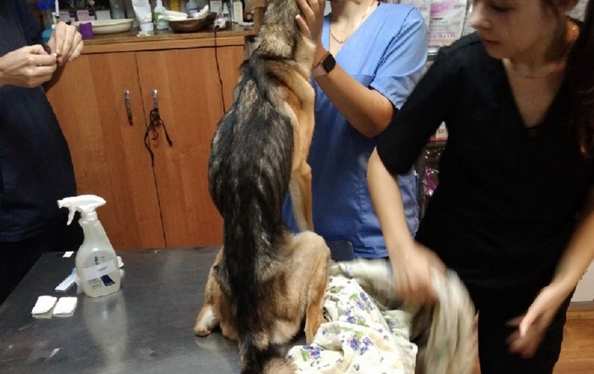 Собаке предстоит длительный курс лечения. Фото Предоставлено волонтерами.