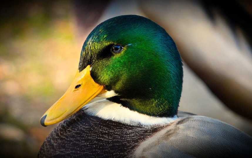 Летом на природных территориях в 223 выводках появилось 1 тыс. 189 птенцов. Фото pixabay.com