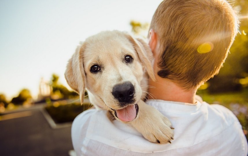 В Саратове может появиться лимит на собак. Фото pixabay.