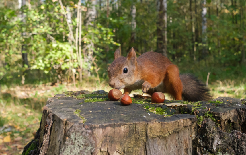 Лучше всего кормить белок орехами в скорлупе. Фото Алена Бобрович, "Metro"