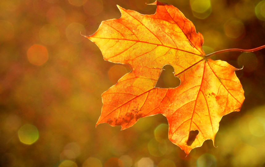Просто послушать, как шуршат листья под ногами, полезно для здоровья, говорят врачи. Так нормализуется уровень гормона стресса. Фото pixabay
