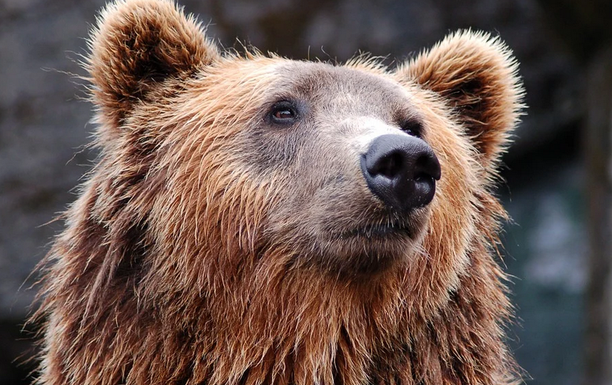 Медведь стал систематически совершать вылазки в город. Фото Pixabay.