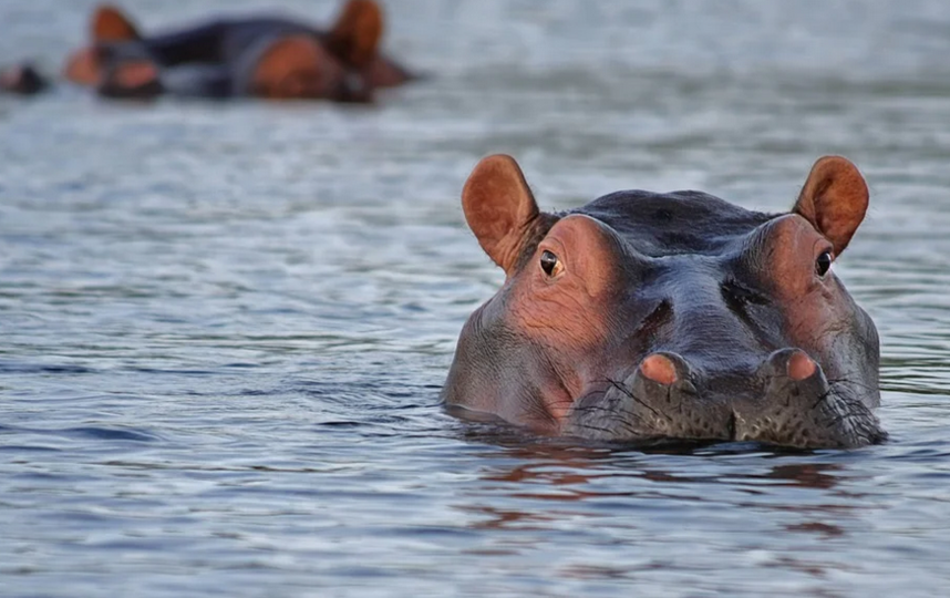Зуб принадлежал виду бегемота под названием Hippopotamus antiquus. Фото Pixabay.