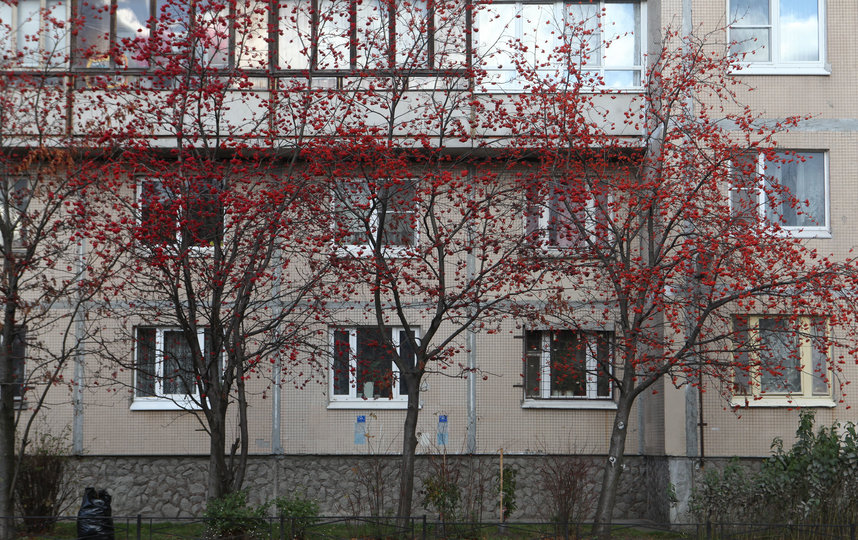 Рябина и бересклет внесут в облик города красные оттенки, которых ему не хватает. Фото gov.spb.ru