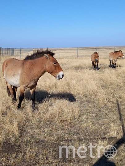 Лошади Пржевальского – единственные дикие лошади на планете. Фото евгения назарова, "Metro"