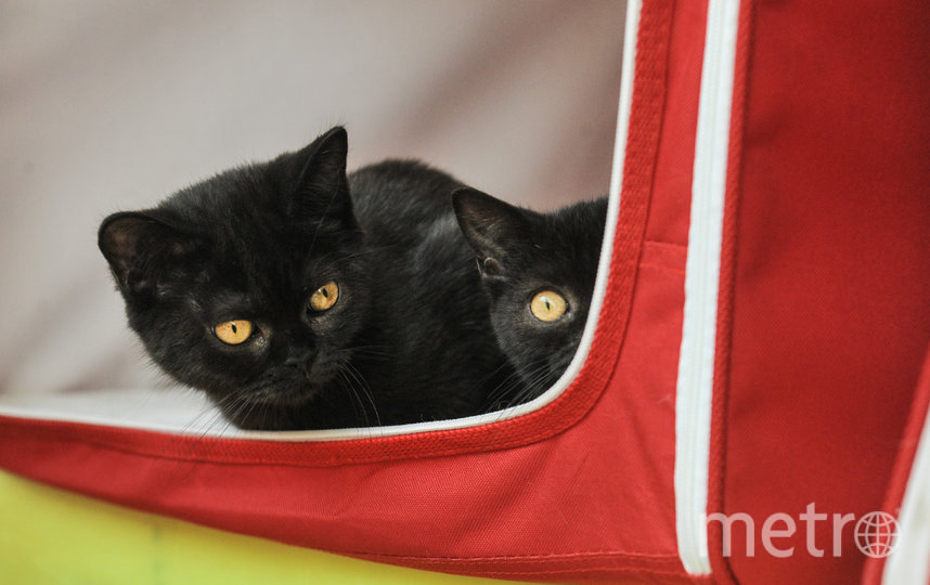 Кошке проще дистанцироваться от навязчивого внимания хозяина. Она может просто спрятаться в шкафу. Фото Святослав Акимов, "Metro"