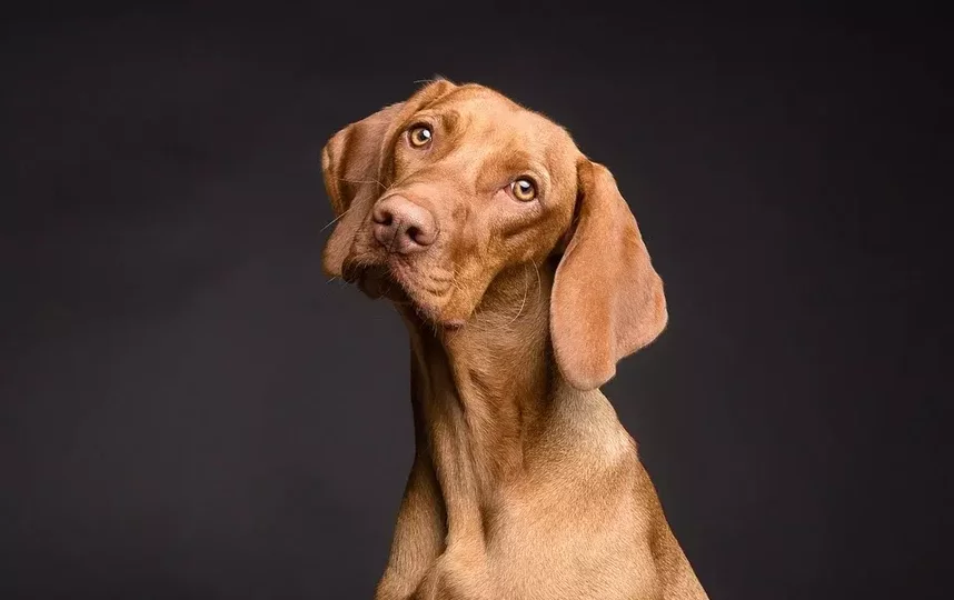 Когда собака наклонила голову набок, это означает, что она внимательно слушает хозяина. Фото pixabay.com
