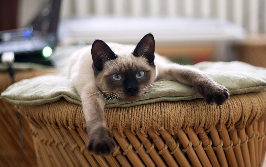 Самые популярные домашние питомцы в России – кошки. Фото pixabay