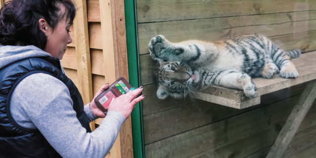 Юная тигрица приветствует посетителей и сотрудников зоопарка.