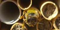 Петербурженка строит домики для пчел и спасает планету 