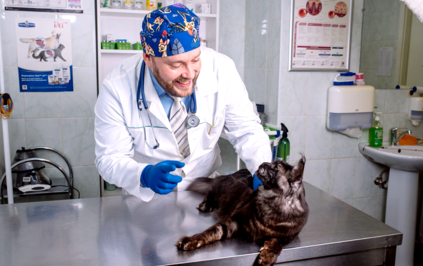 Ветеринары используют препараты с феромонами мамы-кошки для успокоения животных. Фото Игорь Уманский