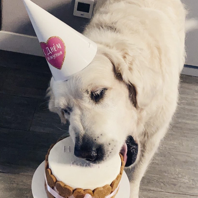 Эта красотка получила тортик в свой юбилей – 10 лет. Фото Instagram: @dogbakeryspb