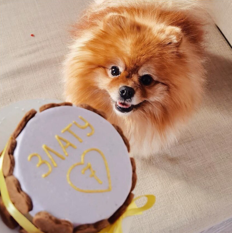 Рецепт торта на день рождения собаки: как испечь лакомство для собак