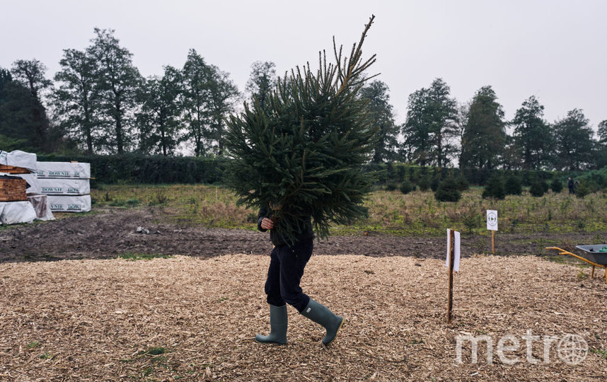 Каждому в дом по ёлке: как бесплатно и законно срубить дерево на Новый год