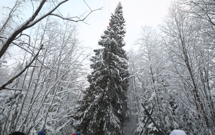 фильм где спилили вышку вместо елки. срубить елку в ленобласти. елка и сосна. срубить елку в ленобласти. елка новогодняя срубить.