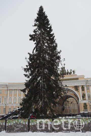 Так выглядит елка на Дворцовой. Фото Святослав Акимов, "Metro"