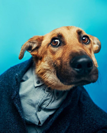 Одежда придает собаком определенную индивидуальность. Фото METRO WORLD NEWS