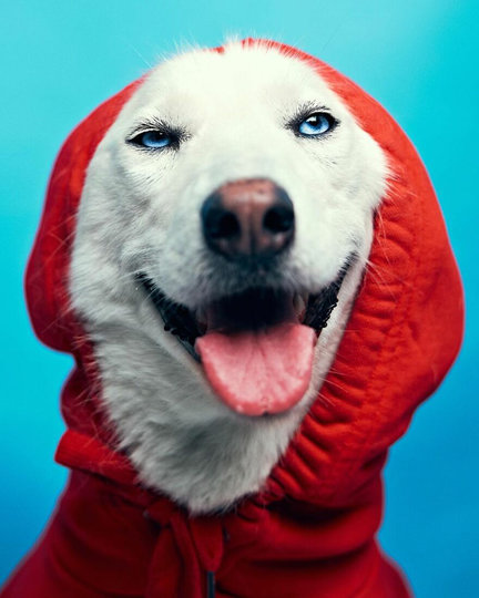 Одежда придает собаком определенную индивидуальность. Фото METRO WORLD NEWS