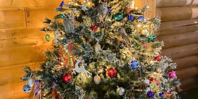 Совы сплюшки украсили новогоднюю елку.