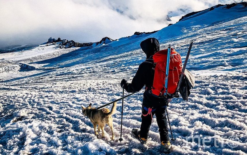 Фантастическая собака из Петербурга покоряет горные вершины и помогает животным обрести дом