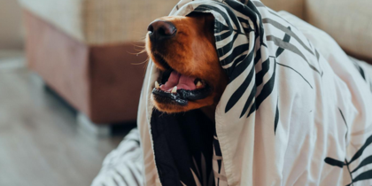 ��� ������ ������ ������� �������� ��������� ���������� ����������