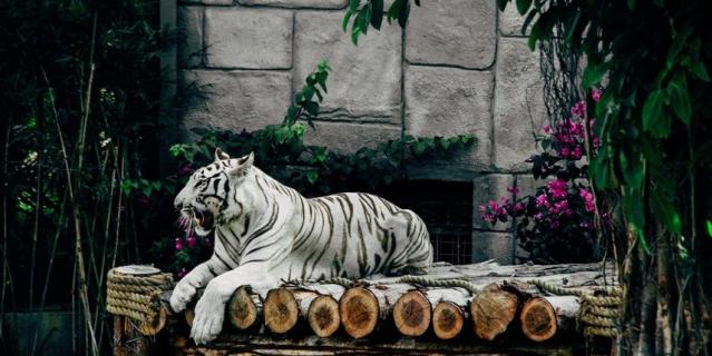 1 февраля 2022 года официально начинается год Черного Водяного тигра.